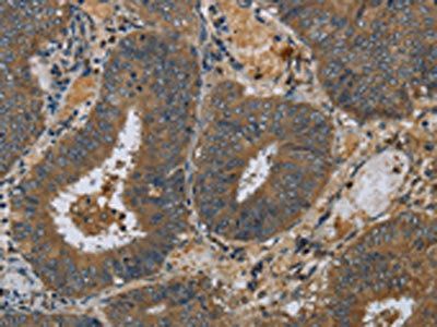 PAEP Antibody