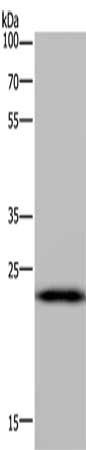 PAEP antibody