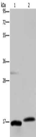 PAEP antibody