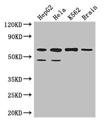 PAF1 Antibody