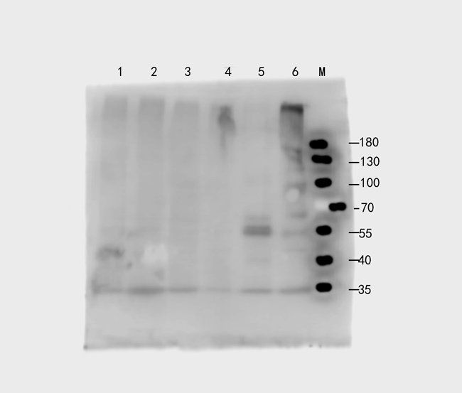 PAFA Rabbit Polyclonal Antibody