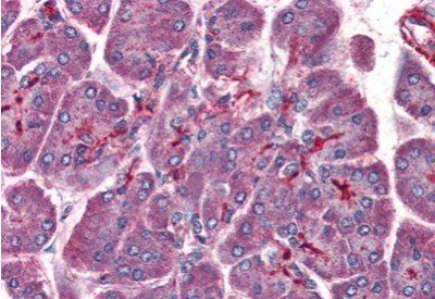 Goat anti-LIS1 / PAFAH1B1 Antibody