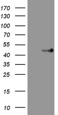 PAFAH1B3 Antibody