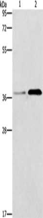 PAFAH2 antibody