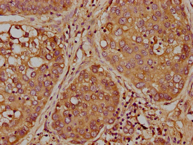 PAFAH2 Antibody