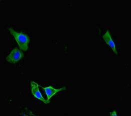 PAG1 Antibody