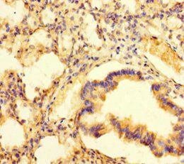 PAG1 Antibody