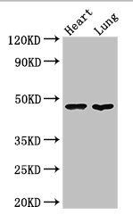 PAG1 Antibody