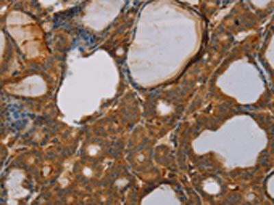 PAGE2 Antibody