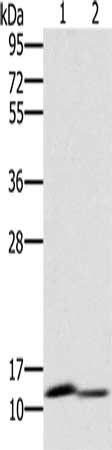 PAGE2 antibody