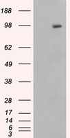 PAH Antibody