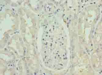 PAH Antibody