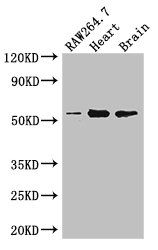 PAH antibody