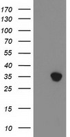 PAICS Antibody