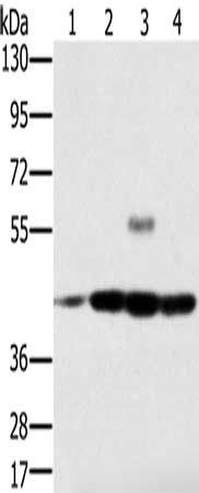 PAICS antibody