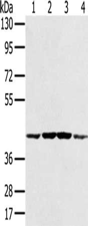 PAICS antibody