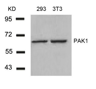 PAK1 (Ab-212) antibody