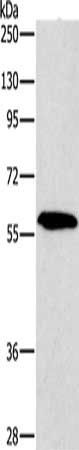 PAK2 antibody