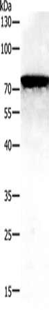 PAK7 Antibody
