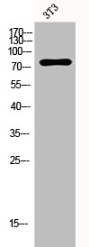 PAK7 Antibody
