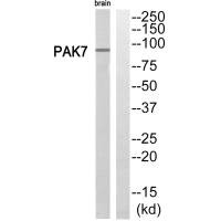 PAK7 Antibody