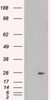 Goat anti-Pallidin Antibody