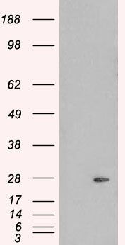 Pallidin antibody