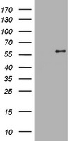 MPP5 Antibody