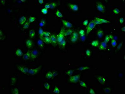 PAM Antibody