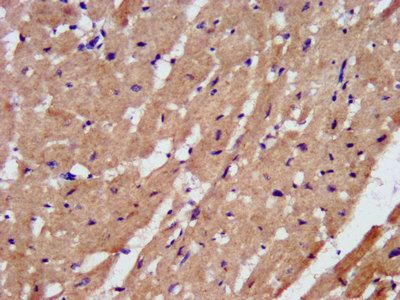 PAM Antibody
