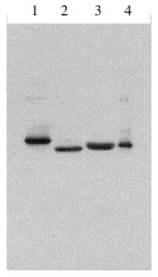 Rabbit anti Human, Mouse Interferon (includes alpha 1 and 2a) Antibody