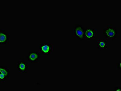 PAN2 antibody