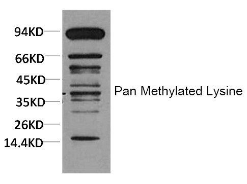 Pan Methylated Lysine Monoclonal Antibody