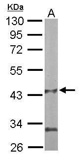 PANK1 antibody