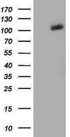 PANK2 Antibody