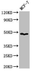 PANX1 Antibody