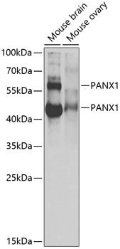 PANX1 antibody