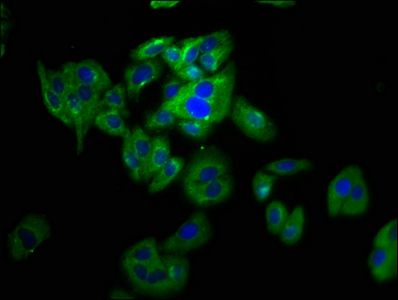 PANX2 Antibody