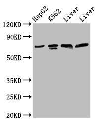 PANX2 Antibody