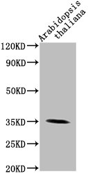 PAP1 Antibody