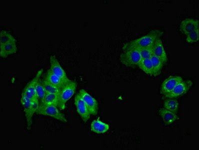 PAQR5 Antibody