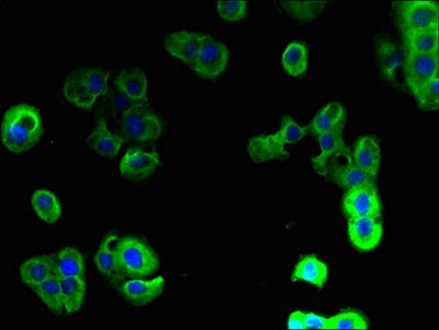 PAQR5 Antibody