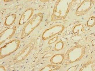 PAQR5 antibody