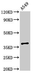 PAQR5 antibody