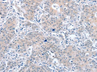 PARD6A Antibody