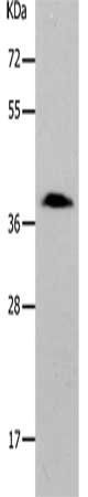 PARD6A Antibody