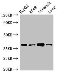 PARD6A Antibody