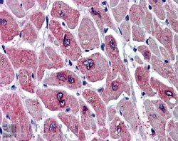 Goat anti-PAR6alpha / PARD6A Antibody