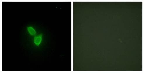 PARD3 Antibody