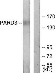PARD3 Antibody